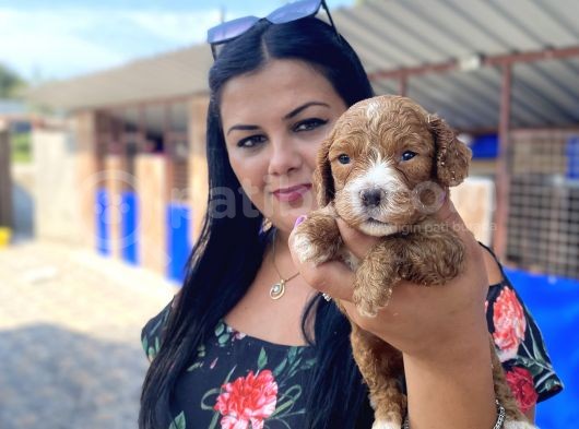 Safkan Maltipoo Yavrularımız görsel
