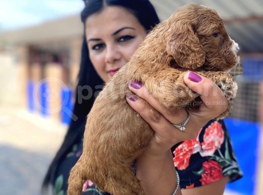 Safkan Maltipoo Yavrularımız görsel