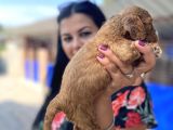Safkan Maltipoo Yavrularımız
