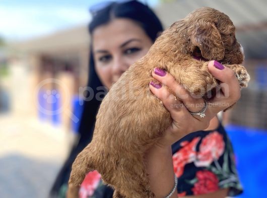Safkan Maltipoo Yavrularımız görsel