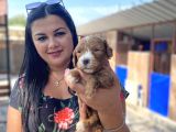 Safkan Maltipoo Yavrularımız