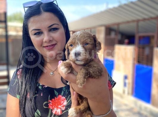 Safkan Maltipoo Yavrularımız görsel
