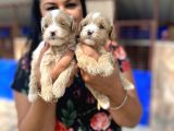 Mükemmel Maltipoo Yavrularımız