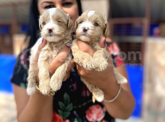 Mükemmel Maltipoo Yavrularımız görsel
