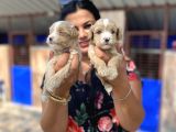 Mükemmel Maltipoo Yavrularımız