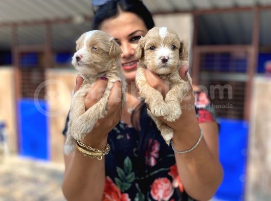 Mükemmel Maltipoo Yavrularımız görsel