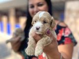 Mükemmel Maltipoo Yavrularımız