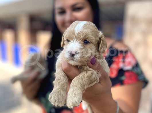 Mükemmel Maltipoo Yavrularımız görsel
