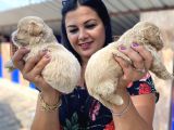 Mükemmel Maltipoo Yavrularımız