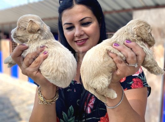 Mükemmel Maltipoo Yavrularımız görsel