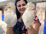 Mükemmel Maltipoo Yavrularımız