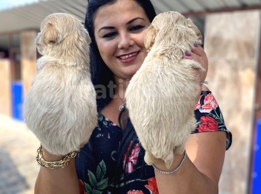 Mükemmel Maltipoo Yavrularımız görsel