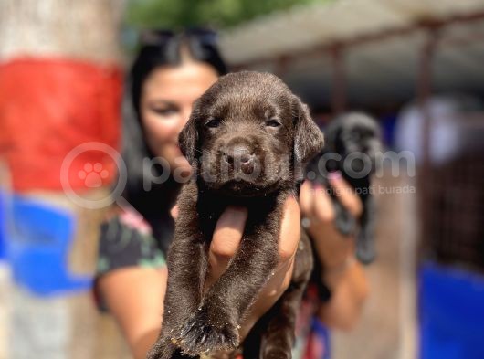 Çikolata Ve Siyah Labrador Yavrularımız görsel