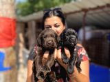 Çikolata Ve Siyah Labrador Yavrularımız