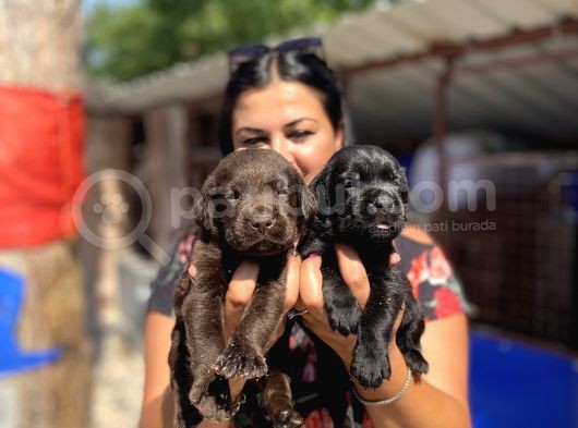Çikolata Ve Siyah Labrador Yavrularımız görsel