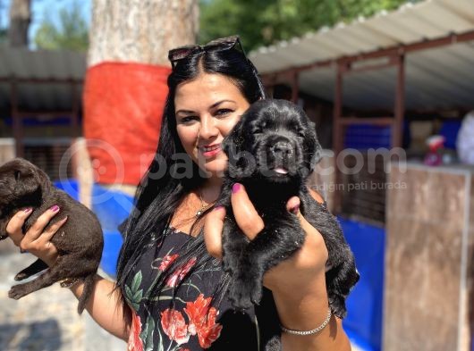 Çikolata Ve Siyah Labrador Yavrularımız görsel