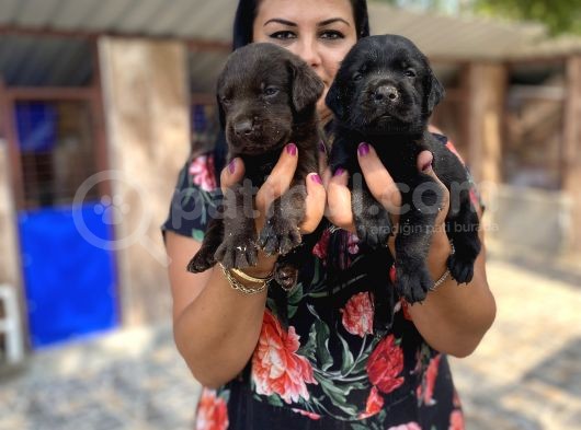 Çikolata Ve Siyah Labrador Yavrularımız görsel