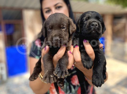 Çikolata Ve Siyah Labrador Yavrularımız görsel