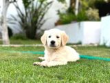 OYUNCU VE DOST CANLISI GOLDEN YAVRUSU