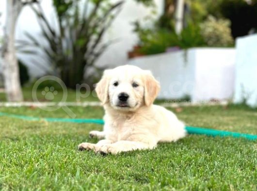 Oyuncu Ve Dost Canlisi Golden Yavrusu
