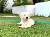 Oyuncu Ve Dost Canlisi Golden Yavrusu