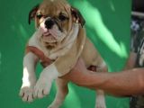 Irkının En İyileri İlanda İngiliz Bulldog