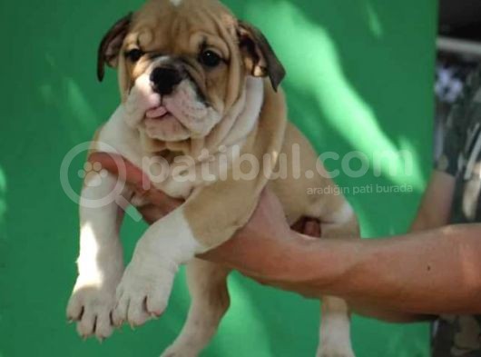 Irkının En İyileri İlanda İngiliz Bulldog görsel