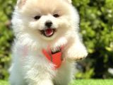 UYGUN FİYATLI BOO SURAT POMERANİAN YAVRUCUKLAR