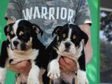 Irkının En İyileri İlanda İngiliz Bulldog