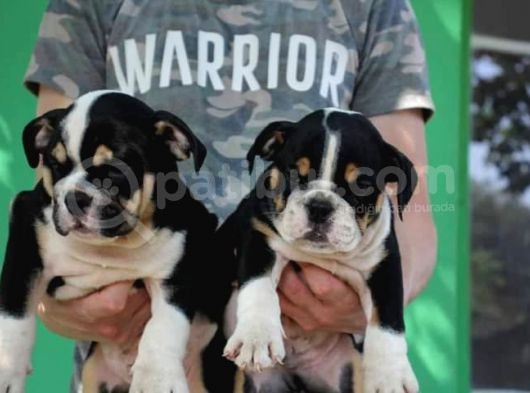 Irkının En İyileri İlanda İngiliz Bulldog