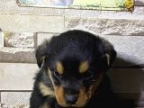 Saf Kan Rottweiler Bebekler