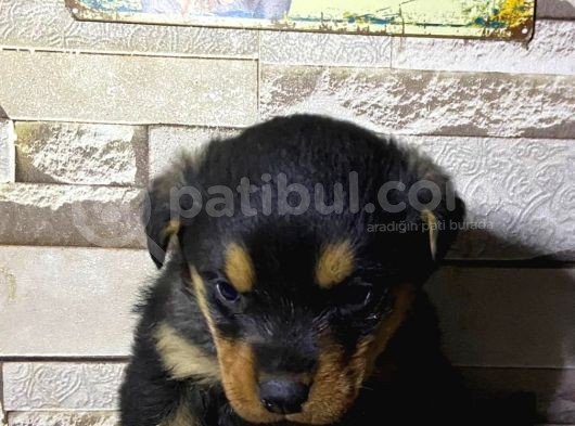 Saf Kan Rottweiler Bebekler görsel