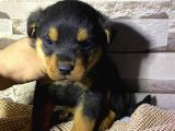 Saf Kan Rottweiler Bebekler