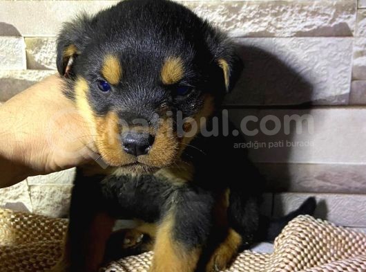 Saf Kan Rottweiler Bebekler görsel