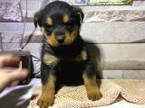 Saf kan Rottweiler bebekler