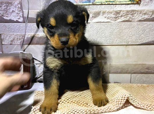 Saf Kan Rottweiler Bebekler