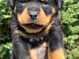 Saf Kan Rottweiler Bebekler