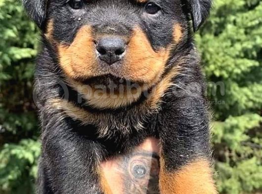 Saf Kan Rottweiler Bebekler görsel
