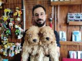 Muhteşem Toy Poodle Bebekler A Scrli̇