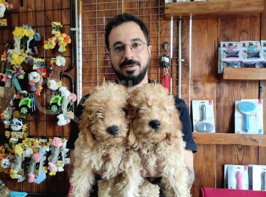 Muhteşem Toy Poodle Bebekler A Scrli̇ görsel
