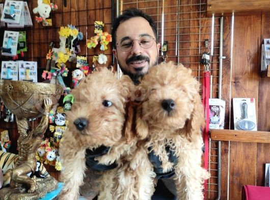Muhteşem Toy Poodle Bebekler A Scrli̇ görsel