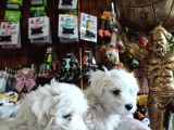 Bembeyaz Maltese Terri̇er 0 Numara