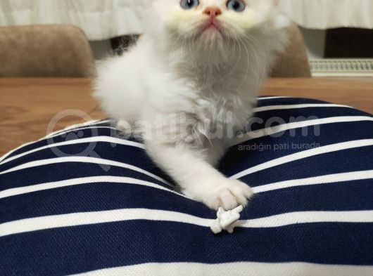 Maviş Yavrularımız Yeni Yuvalarını Bekliyor görsel