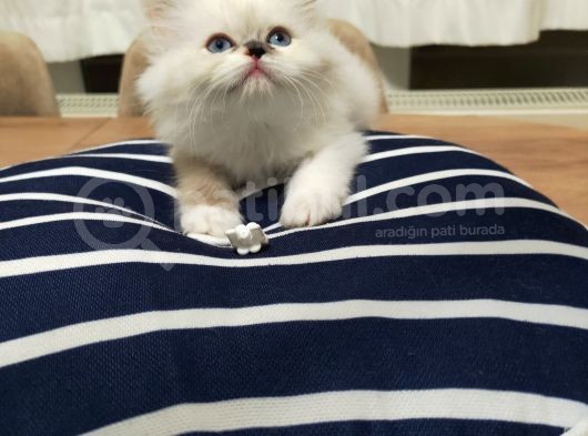 Maviş Yavrularımız Yeni Yuvalarını Bekliyor görsel