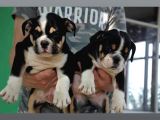 Irkının En İyileri İlanda İngiliz Bulldog