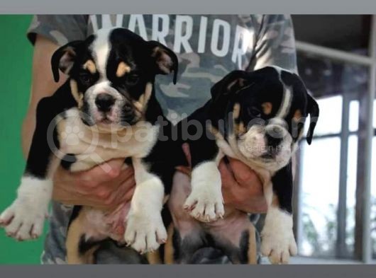 Irkının En İyileri İlanda İngiliz Bulldog görsel