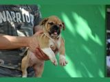 Irkının En İyileri İlanda İngiliz Bulldog