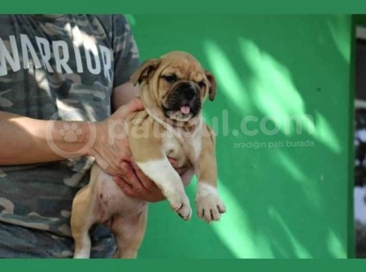 Irkının En İyileri İlanda İngiliz Bulldog görsel