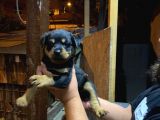 Rottweiler Yavrularımız Evinizin Neşesi Olacaktır