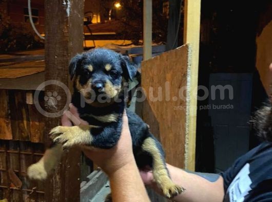 Rottweiler Yavrularımız Evinizin Neşesi Olacaktır görsel